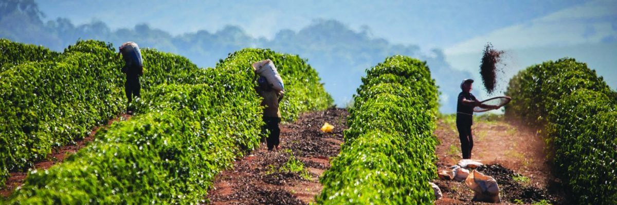 Tanam Kopi