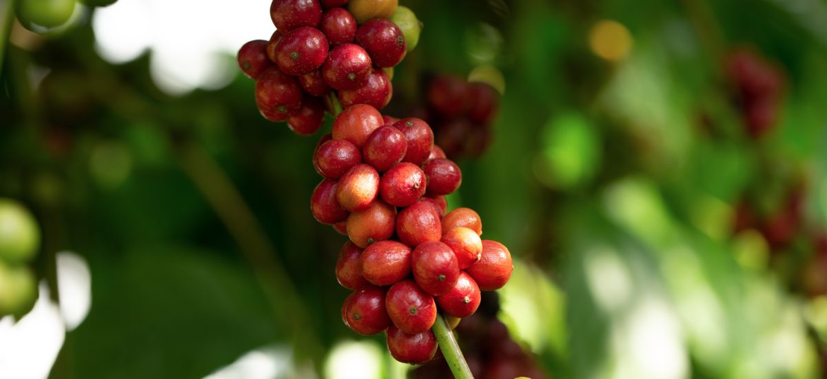 robusta_coffee