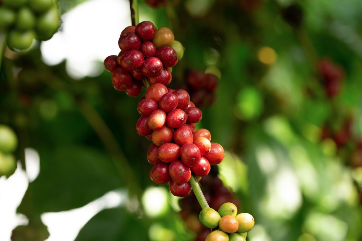 robusta_coffee